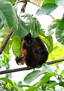 Никарагуанец spider monkey.jpg 