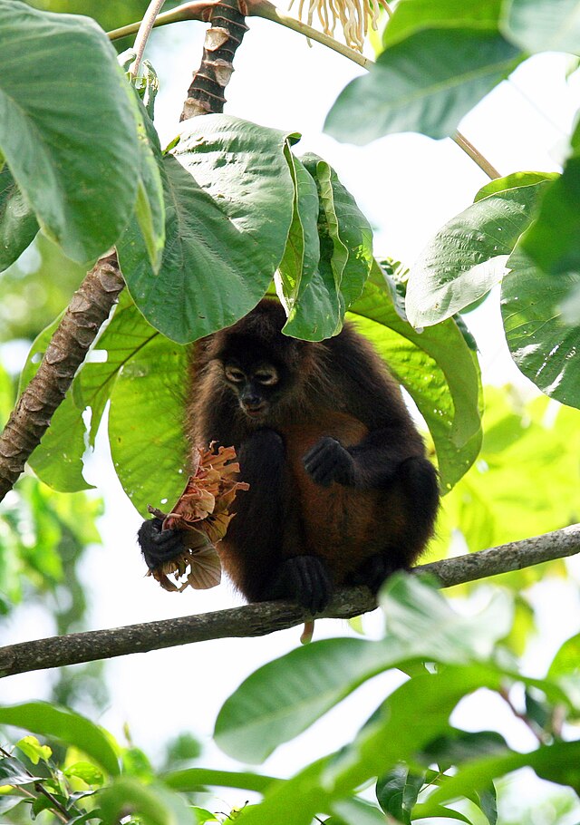 Nicaraguan spider monkey.jpg