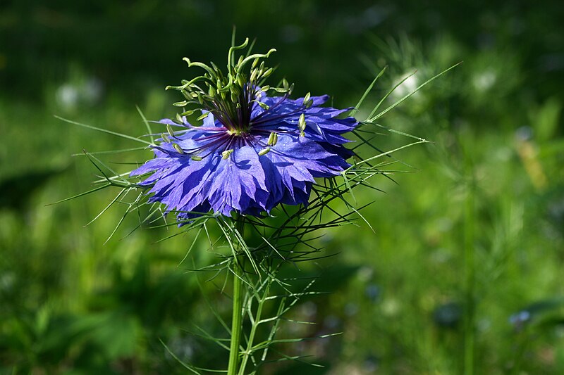 File:Nigella damascena 2012.jpg