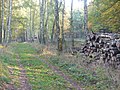 Nikolskoe - Waldweg (Woodland Path) - geo.hlipp.de - 29861.jpg