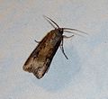 Noctuidae.Noctuinae. Argrotis ipsilon or Dark Sword grass - Flickr - gailhampshire.jpg