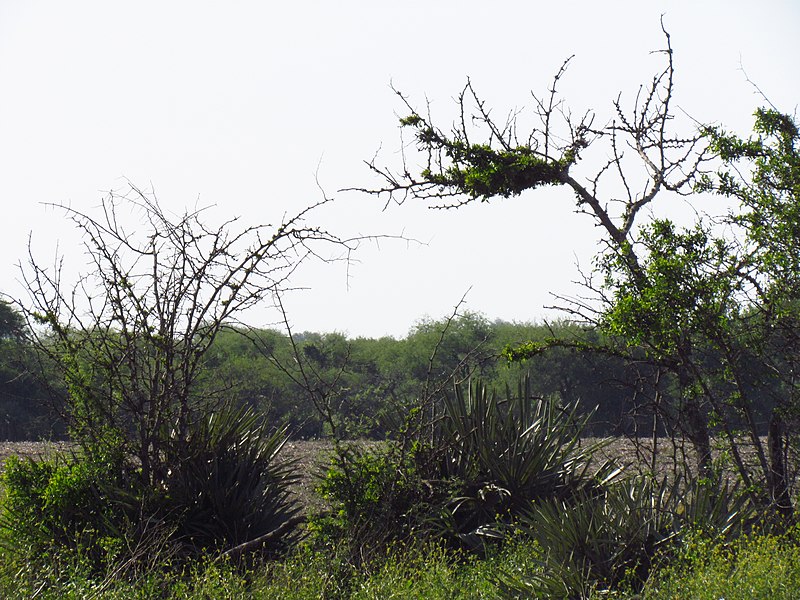 File:Nogoyá, Entre Ríos, Argentina - panoramio (237).jpg