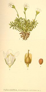 <i>Diapensia</i> Genus of Diapensiaceae plants