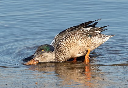 Casal de pato-trombeteiro (Spatula clypeata) à procura de comida no Marine Park, Brooklyn, Nova Iorque. O pato-trombeteiro é encontrado nas áreas do norte da Europa e em toda a região paleoártica e na maior parte da América do Norte, invernando na Europa meridional, no subcontinente indiano, no Sudeste Asiático, na América Central, no Caribe e no norte da América do Sul. Eles se alimentam procurando por alimentos vegetais, muitas vezes balançando o bico de um lado para o outro e usando o bico para coar os alimentos da água. Seu bico largo e achatado está equipado com lamelas bem desenvolvidas — pequenas estruturas como pentes na borda do bico que agem como peneiras, permitindo que as aves retirem crustáceos e plâncton da superfície da água. (definição 2 970 × 2 050)