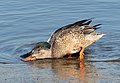 Image 56Northern shoveler pair "shoveling" together in Marine Park, Brooklyn