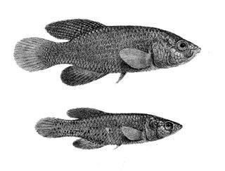 Spotted killifish Species of fish