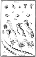 Tafel 3: „Pittonia“ „Bihai“ „Parkinsonia“