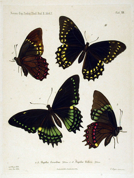 File:NovaraExpZoologischeTheilLepidopteraAtlasTaf13.jpg