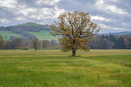 Naturschutzgebiet Kremsauen (Nußbach / Schlierbach, OÖ)