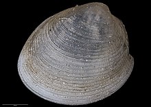 Nucula (Lamellinucula) dunedinensis Finlay, 1928 (AM MA70552-3) .jpg