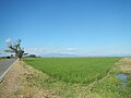 चावल के खेत