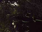 Numerous fireflies glowed above the stream Chuan Pu Chuan noYing (hotaru).jpg