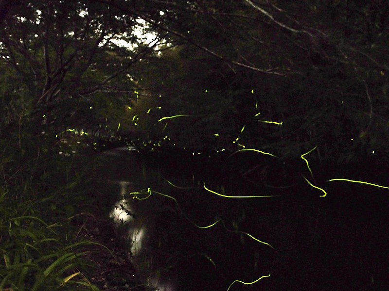 File:Numerous fireflies glowed above the stream 川浦川の蛍(ホタル).jpg