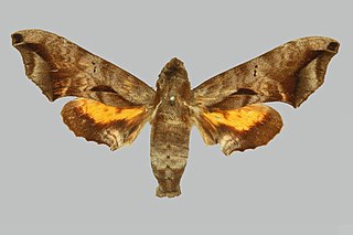 <i>Nyceryx maxwelli</i> Species of moth
