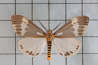 <i>Nyctemera arctata</i> Species of moth