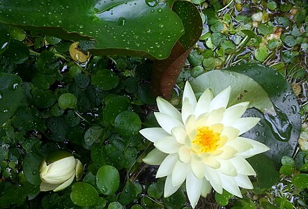 Nymphaea odorata ssp. tuberosa