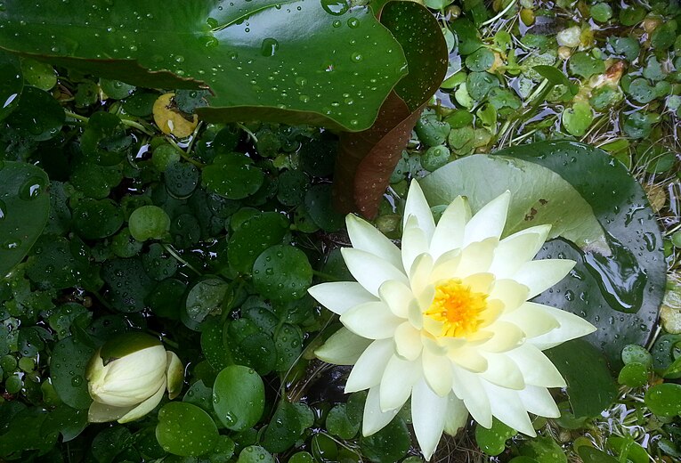 Nymphaea odorata