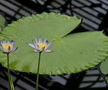 Nymphaeaceae Nymphaea macrosperma 1.jpg