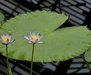 <i>Nymphaea macrosperma</i> Species of water lily