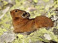 * Предлог Alpina pica at Ivanovsky mountain range, East Kazakhstan Region, Kazakhstan. By User:Avustfel --Красный 03:45, 24 May 2024 (UTC) * Се бара оцена