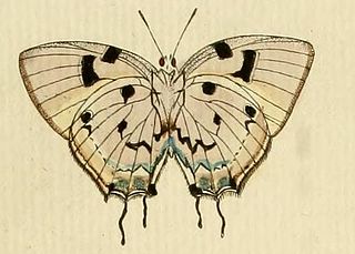 <i>Oenomaus ortygnus</i> Species of butterfly