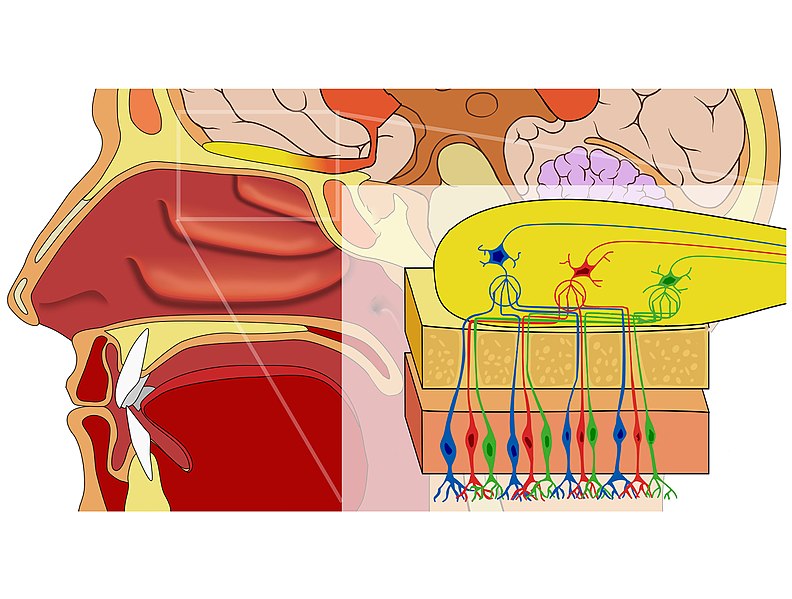 File:Olfactory System Large Unlabeled.jpg