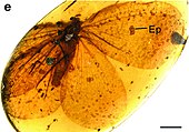 Oligopsychopsis grandis Oligopsychopsis grandis holotype.jpg