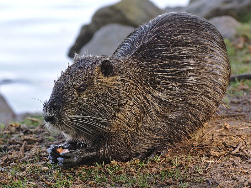 File:Ondatra zibethicus Germany Darmstadt Steinbrücker Teich Eating Carrot.jpg