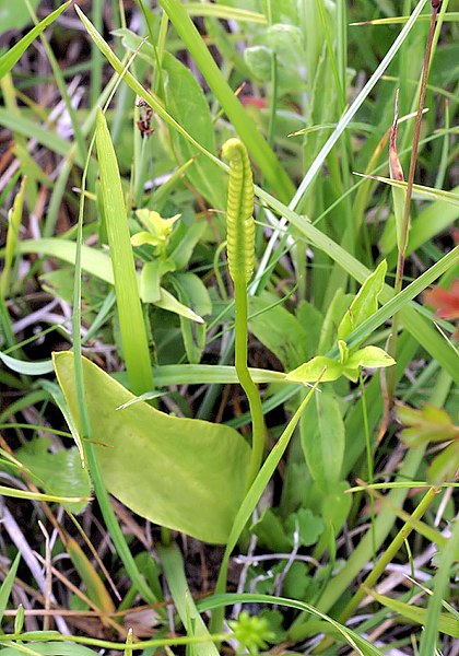 File:Ophioglossum vulgatum Orchi 141.JPG