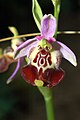 Ophrys oxyrrhynchos ssp. calliantha