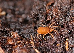 Opiliones, Cyphophthalmi, Sironidae, Siro (2404167613).jpg 