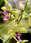 Encyclia mooreana