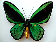 Ornithoptera priamus priamus.JPG