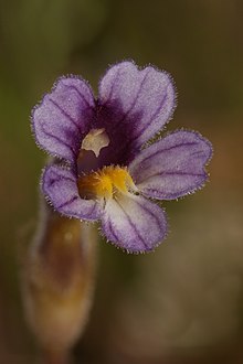 Orobanche uniflora 3341f.JPG 