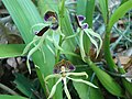 Prosthechea cochleata