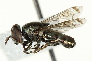 <i>Orthonevra nigrovittata</i> Species of fly