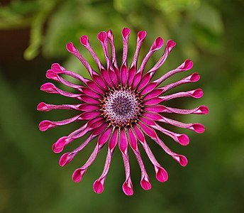 Osteospermum sp. (Daisybush) cultivar