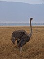 Ngorongoro, Tanzania