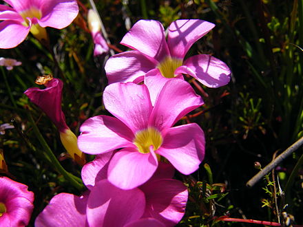 Теплолюбивые растения. Oxalis glabra. Oxalis Глабра. Кислица гётенбург. Оксалис Родина растения.