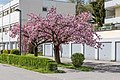 English: Blooming prune tree Deutsch: Blühender Zierpflaumenbaum