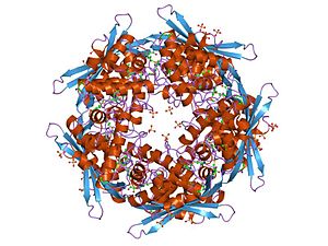 PDB 1dwk EBI.jpg