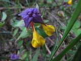 Čeština: Kvetoucí rostlina (?) u Bechyňského rybníka v přírodní památce Kařezské rybníky. Okres Rokycany, Česká republika. English: Flowering (?) by Bechyňský rybník in Kařezské rybníky natural monument, Rokycany District, Czech Republic.