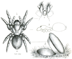 Description de l'image PZSL1889Plate02, Stasimopus rufidens.png.