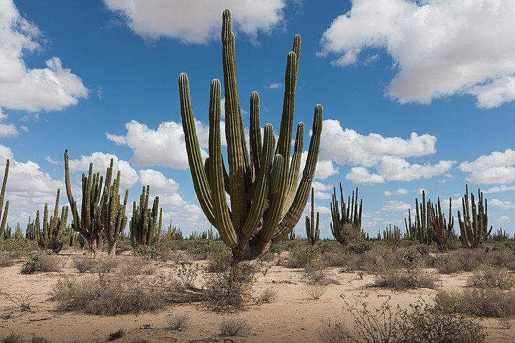 Заросли кактусов Pachycereus pringlei в мексиканской пустыне Сонора