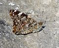 Painted Lady.Vanessa cardui underwing - Flickr - gailhampshire.jpg