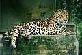 Jaguar – Fleckenzeichnung