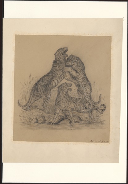 File:Panthera tigris - 1700-1880 - Print - Iconographia Zoologica - Special Collections University of Amsterdam - UBA01 IZA1000585.tif