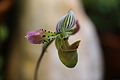 Paphiopedilum acmodontum