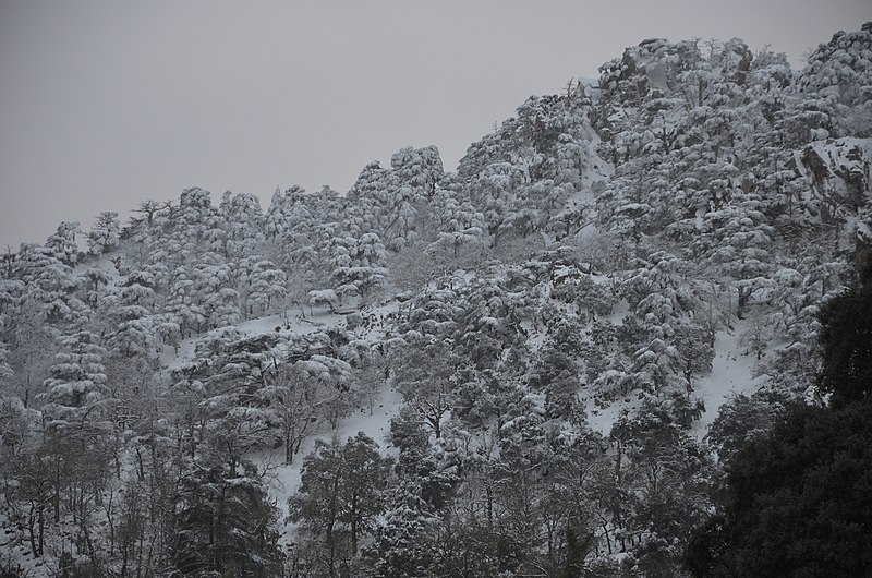 File:Parc National de THENIET EL HAD sous la neige 0024.jpg