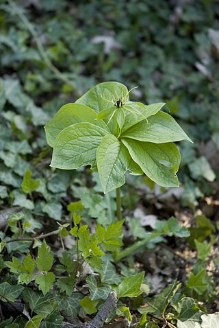 <i>Paris quadrifolia</i> Species of flowering plant in the family Melanthiaceae